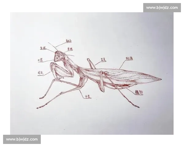 终点线前的 “螳螂”：跑者的失控与释放